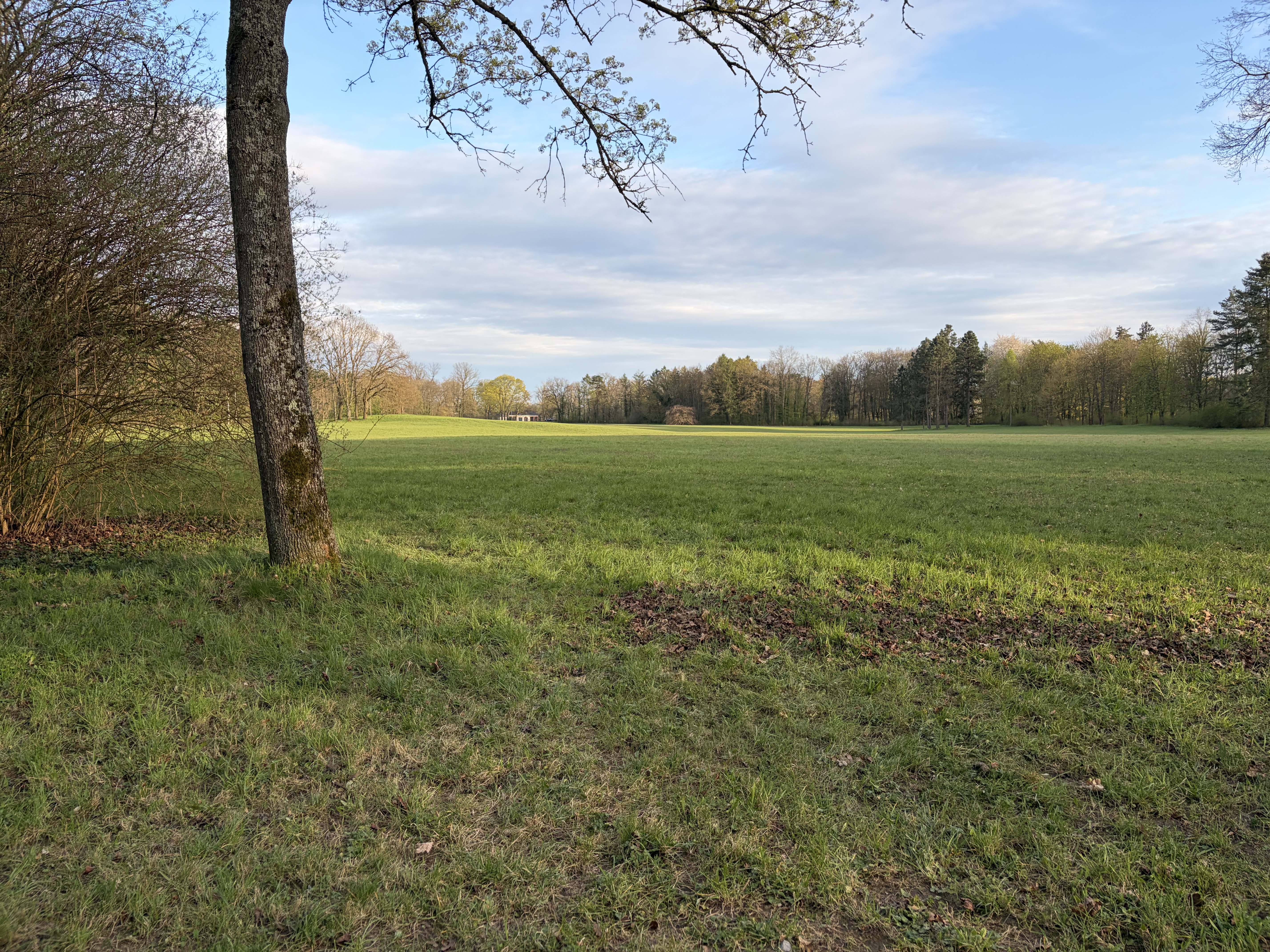 Grass