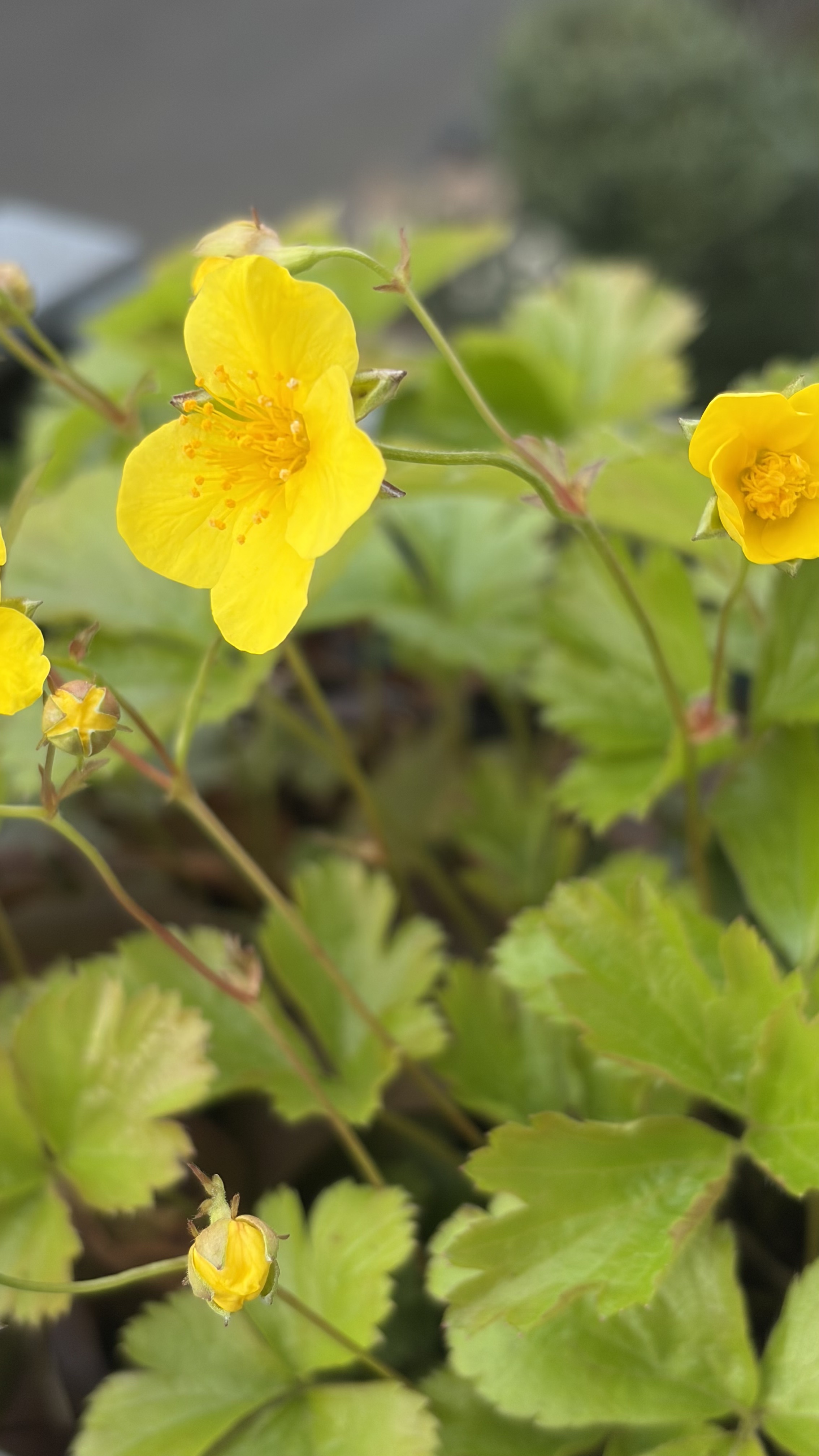 Strawberry Flower