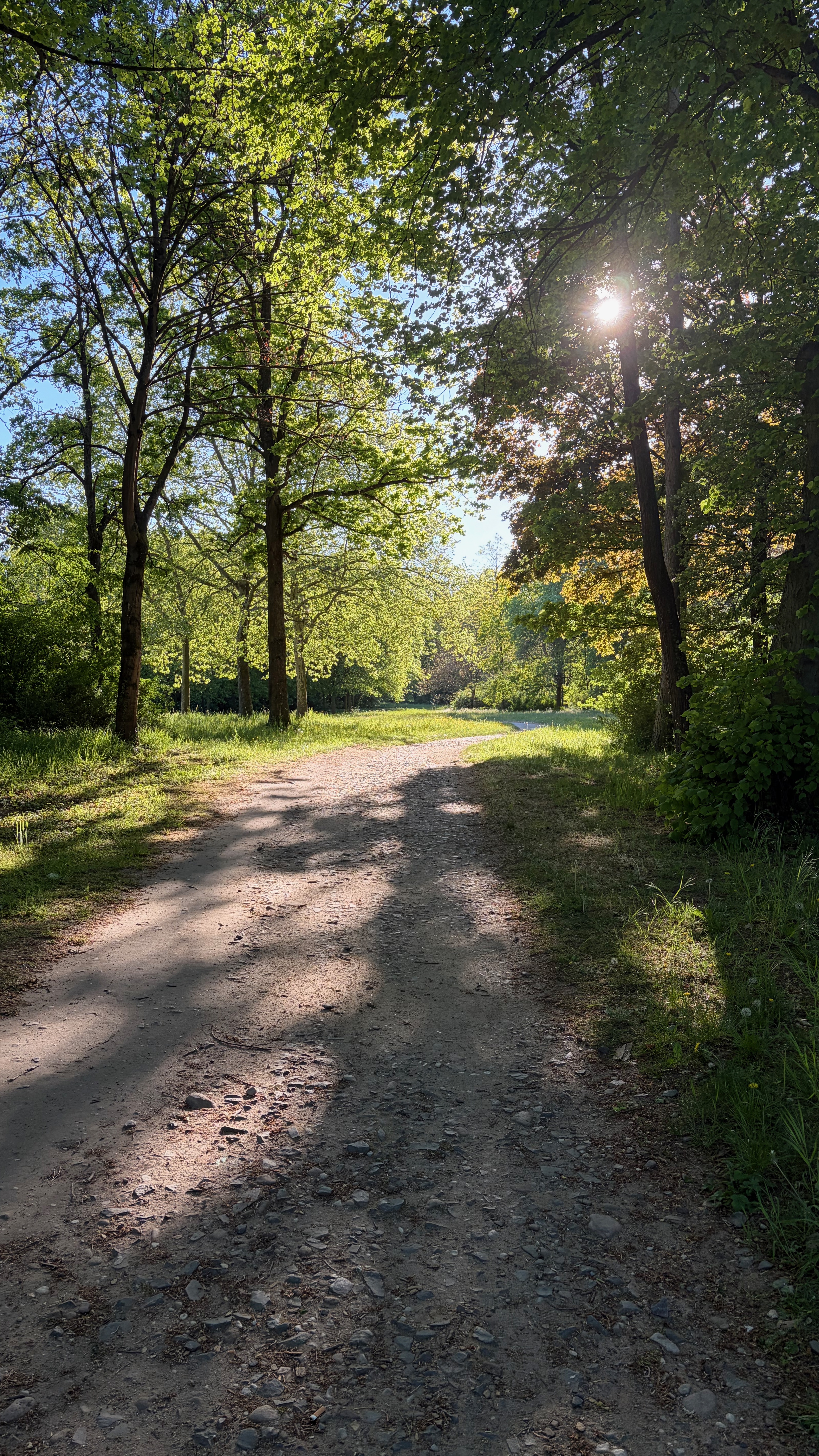 Sunlit Path